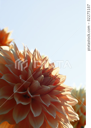 達利亞盛開 82275187