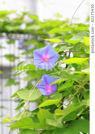 Morning glory in full bloom (morning glory) Morning glory in full bloom (morning glory) 82275430