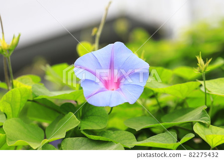 Morning glory in full bloom (morning glory) Morning glory in full bloom (morning glory) 82275432