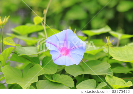 Morning glory in full bloom (morning glory) Morning glory in full bloom (morning glory) 82275433
