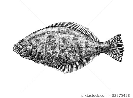 Illustration of flatfish --Transparent background --Cut out 82275438