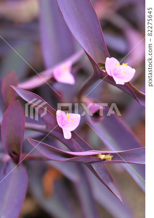 Pink purple palace (purple heart) flowers Pink purple palace (purple heart) flowers 82275645