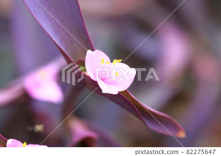 Pink purple palace (purple heart) flowers 82275647