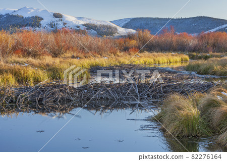 beaver dam on North Platte River 82276164