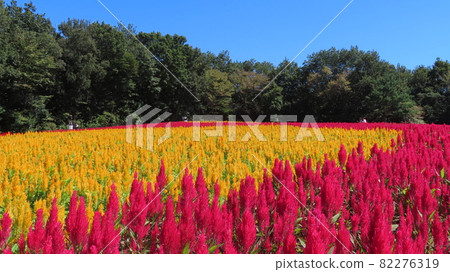 東松山森林公園 Feather Gateau Flower Field 82276319