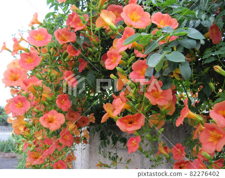 Chinese trumpet vine in full bloom covering the block wall Chinese trumpet vine in full bloom covering the block wall 82276402