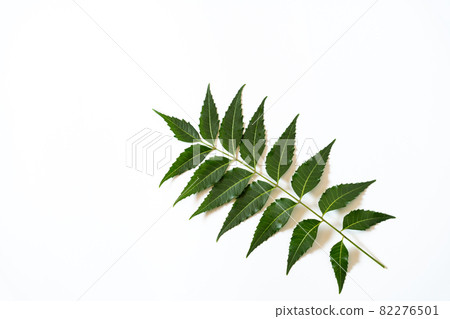 白色背景上的驅蟲劑印楝 82276501