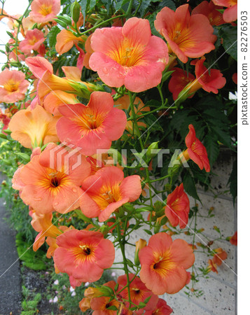 Close-up photo of orange trumpet vine flower 82276503
