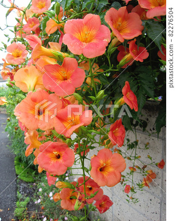 Close-up photo of orange trumpet vine flower 82276504