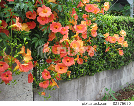 Orange-nosed foliage flower 82276650