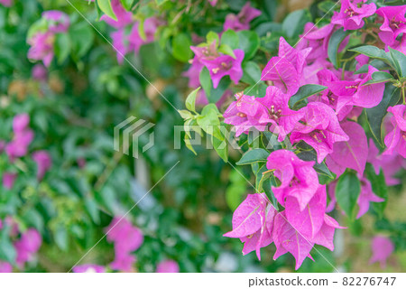 Bougainvillea 82276747