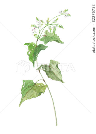 蕎麥花 蕎麥花 82276758
