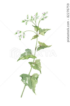 Soba flower Soba flower 82276759