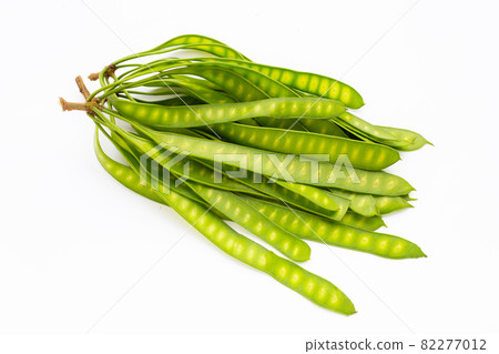 Young fruit of Leucaena leucocepphala on white background. Young fruit of Leucaena leucocepphala on white background. 82277012