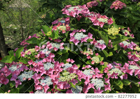 Gaku hydrangea with pink gaku (Katahara Onsen Hydrangea Village) Gaku hydrangea with pink gaku (Katahara Onsen Hydrangea Village) 82277052