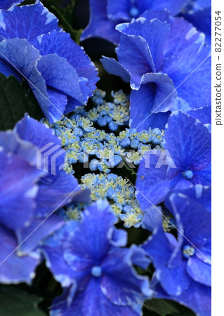 展出的紫色繡球花(片原溫泉繡球村) 展出的紫色繡球花(片原溫泉繡球村) 82277054