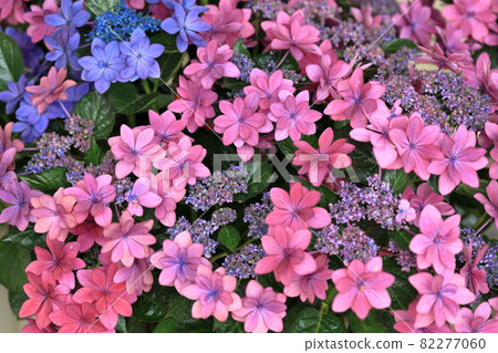 Star-shaped hydrangea on display (Katahara Onsen Hydrangea Village) 82277060