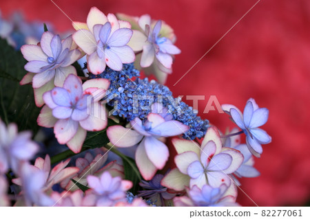 Exhibit Gaku Hydrangea (Katahara Onsen Hydrangea Village) 82277061