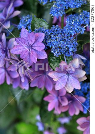 Gaku Hydrangea with Yae Gaku in the purple exhibit (Katahara Onsen Hydrangea Village) 82277062