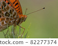 黃鉤蛺蝶 82277374