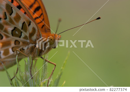 Kitatteja 82277374