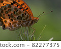 黃鉤蛺蝶 82277375