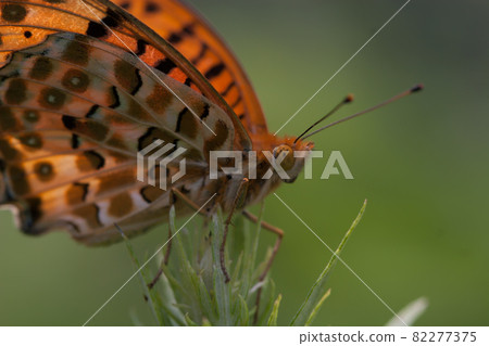 黃鉤蛺蝶 82277375