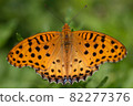 黃鉤蛺蝶 82277376