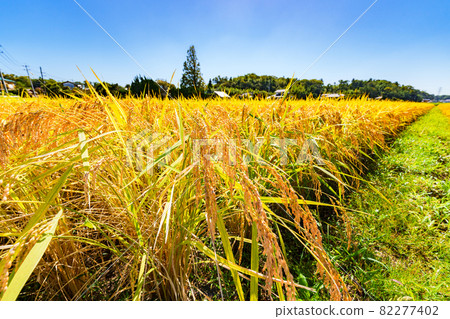 Rice farming rice paddy golden color [image of fruitful autumn] 82277402