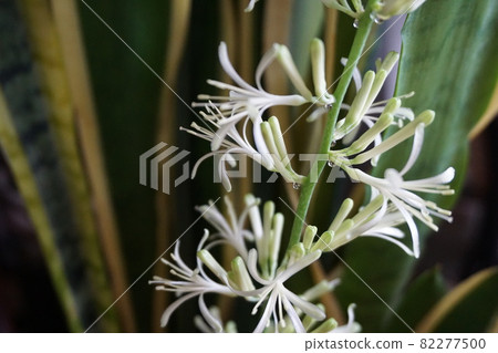 Rare Sansevieria flowers Rare Sansevieria flowers 82277500