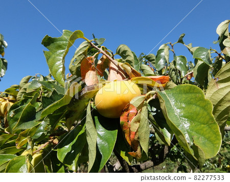 柿子種子2 柿子種子2 82277533