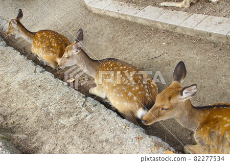 Nara deer / Nara city, Nara prefecture Nara deer / Nara city, Nara prefecture 82277534