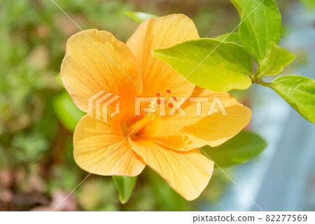 Hibiscus Hibiscus 82277569
