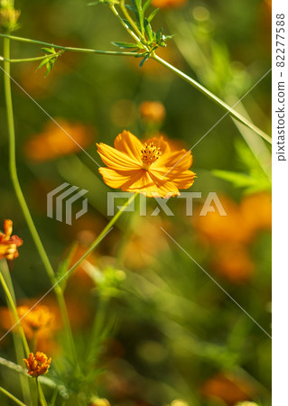 經典鏡頭的光彩 Carl Zeiss Jena Pancolar 80mm F1.8 82277588