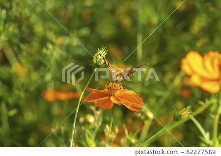 The splendor of classic lenses Carl Zeiss Jena Pancolar 80mm F1.8 The splendor of classic lenses Carl Zeiss Jena Pancolar 80mm F1.8 82277589