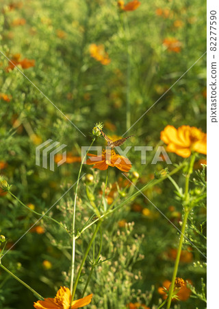 The splendor of classic lenses Carl Zeiss Jena Pancolar 80mm F1.8 The splendor of classic lenses Carl Zeiss Jena Pancolar 80mm F1.8 82277590