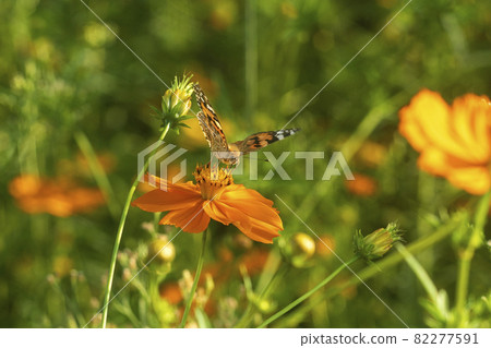 經典鏡頭的光彩 Carl Zeiss Jena Pancolar 80mm F1.8 82277591