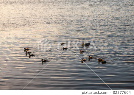 A family of ducks, a duck and its little ducklings are swimming in the water. The duck takes care of its newborn ducklings. Mallard, lat. Anas platyrhynchos 82277604