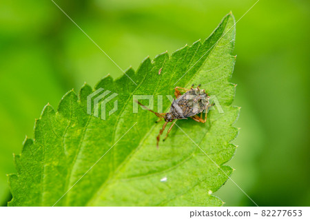 5th instar larva of stink bug 82277653