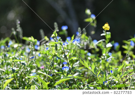 Commelina community 和蝴蝶在背光 82277783