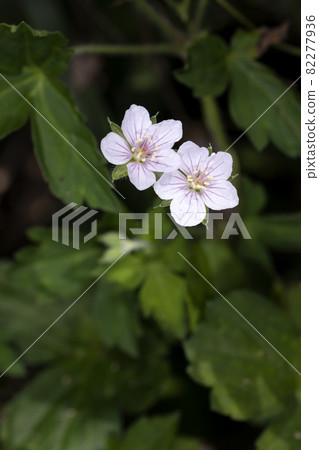 Geranium thunbergii Geranium thunbergii 82277936
