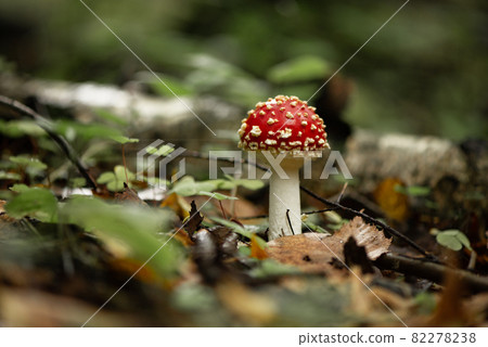 Poisonous fly agaric mushroom in autumnal forest Poisonous fly agaric mushroom in autumnal forest 82278238
