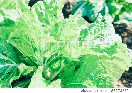 Growing Chinese cabbage Cultivation of Chinese cabbage Growing Chinese cabbage Cultivation of Chinese cabbage 82278281