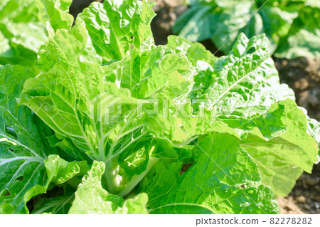 種植大白菜 種植大白菜 種植大白菜 種植大白菜 82278282