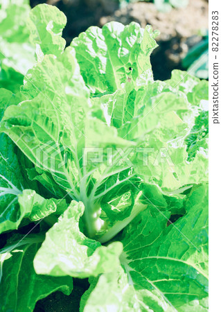 種植大白菜 種植大白菜 種植大白菜 種植大白菜 82278283