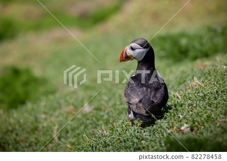 puffin standing on a rock cliff . fratercula arctica 82278458
