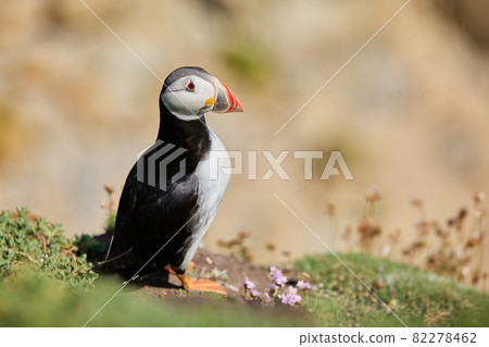 puffin standing on a rock cliff . fratercula arctica puffin standing on a rock cliff . fratercula arctica 82278462