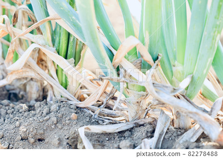 Onion cultivation Onion cultivation 82278488
