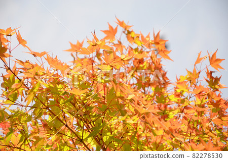 Maple leaves that have started to color Maple leaves that have started to color 82278530