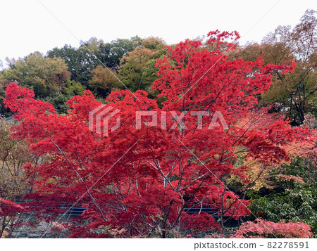 山梨縣早川町早川谷 美麗的楓樹 82278591